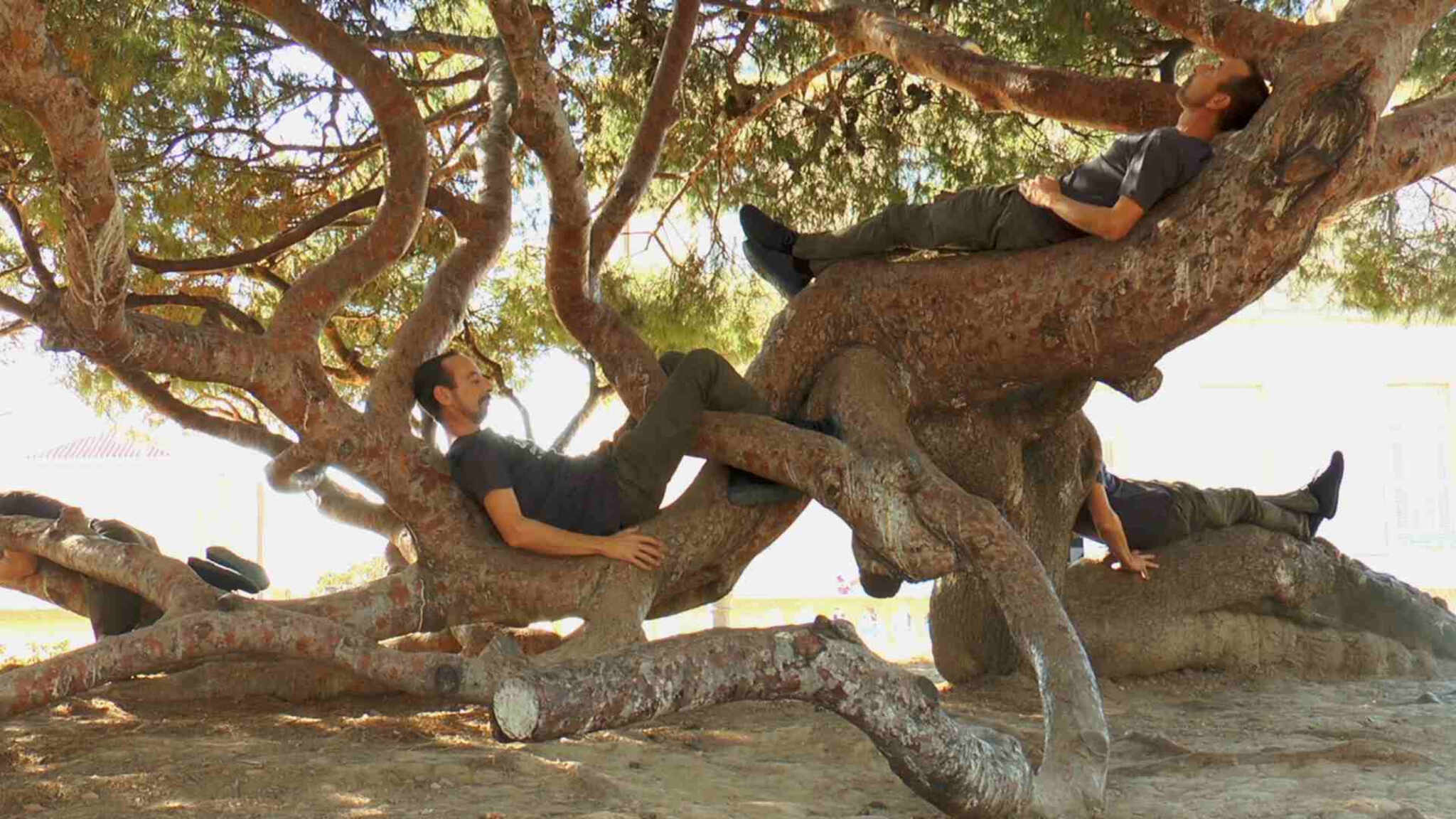 Tree Confessions