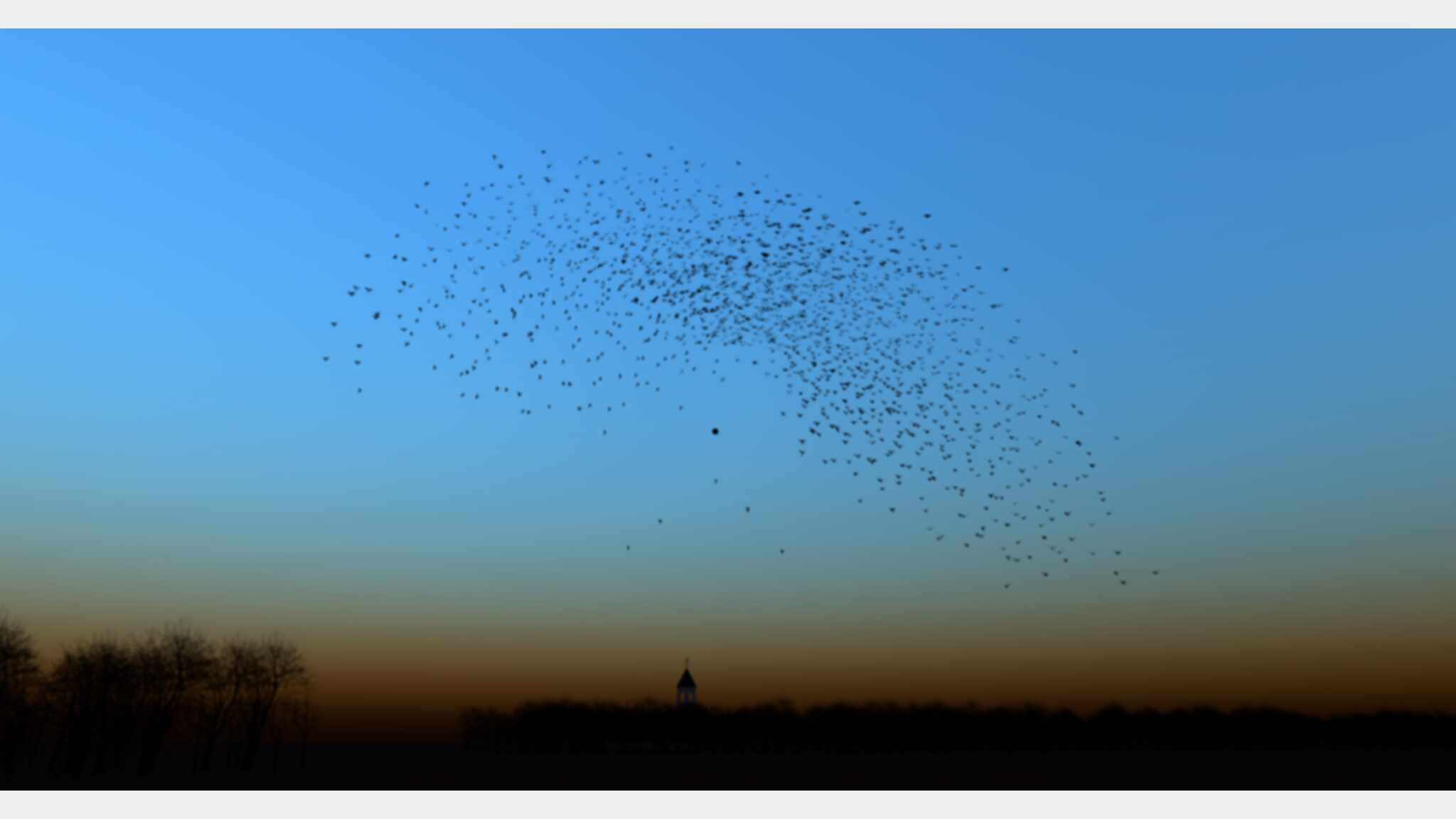 Murmuration