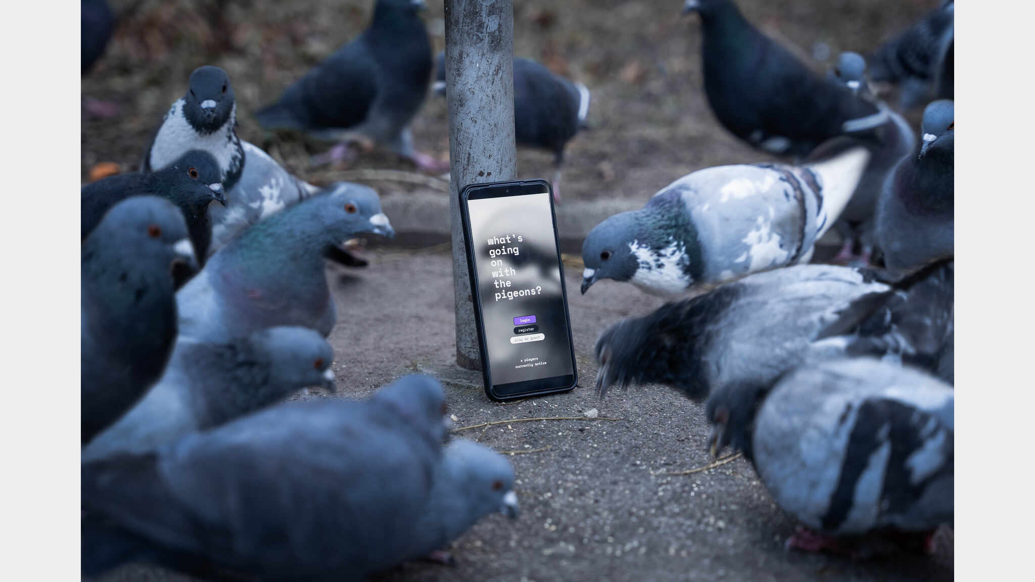 What´s going on with the pigeons?