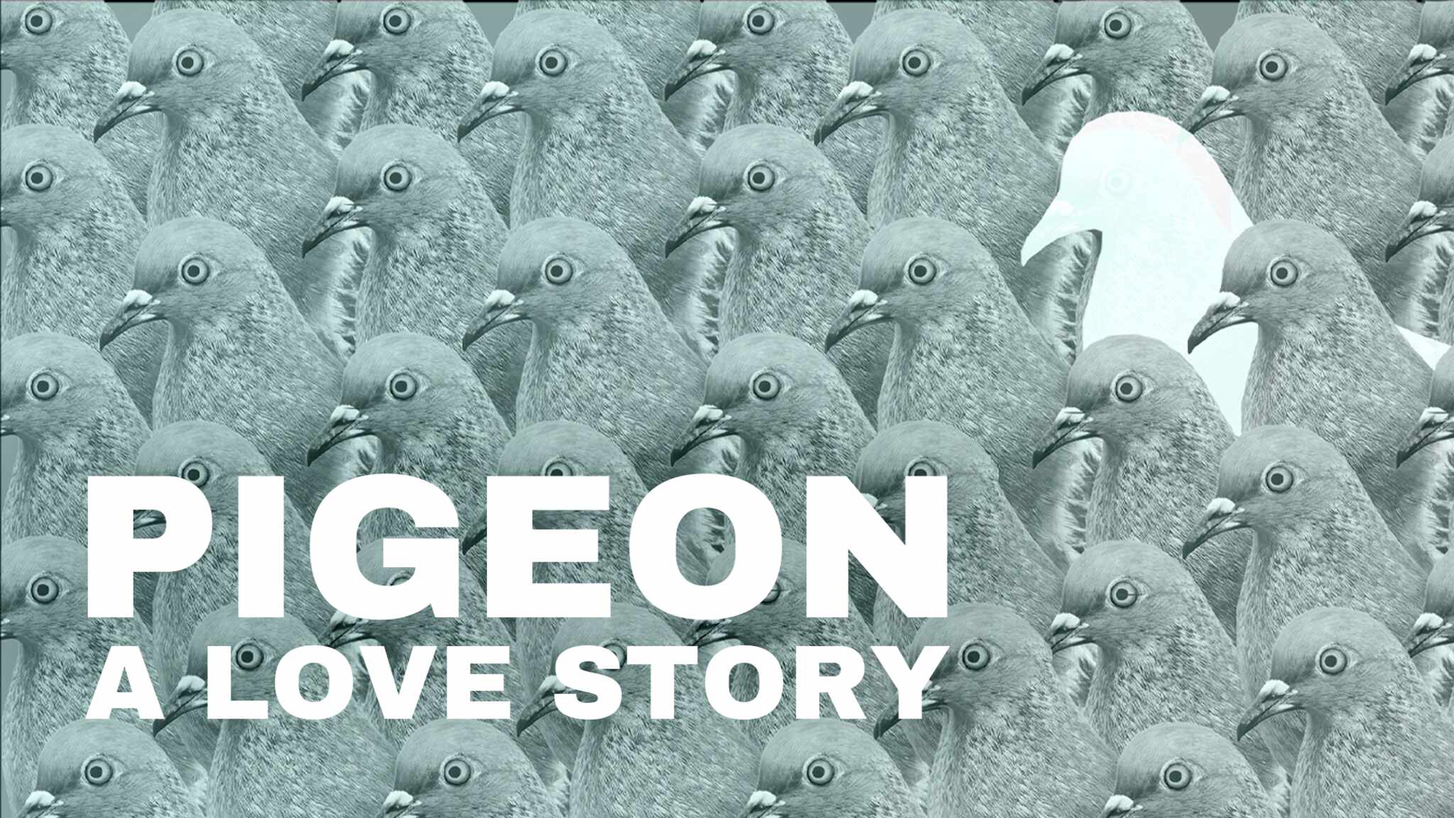 Pigeon: A Love Story